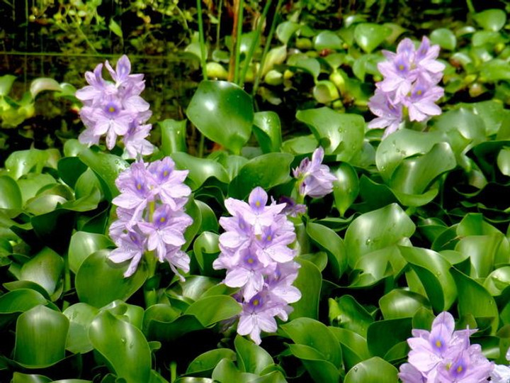 jacinthe article