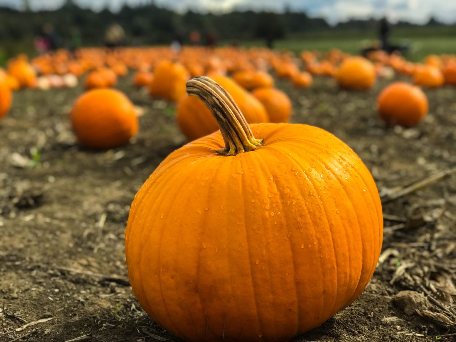marius-ciocirlan-T9pdHqCsyoQ-unsplash Photo de citrouille